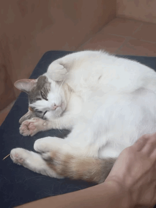 07ldx0mnkz2h1.gif